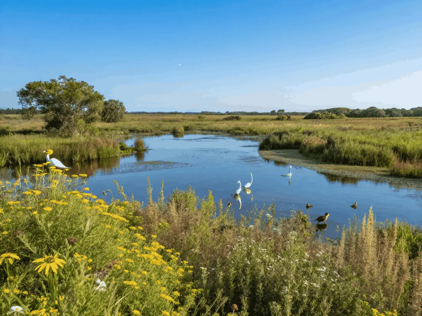 A serene landscape showing a restored wetland area with diverse plant life and waterfowl, illustrating habitat preservation efforts by AMICALE DES CHASSEURS DE SERILHAC.